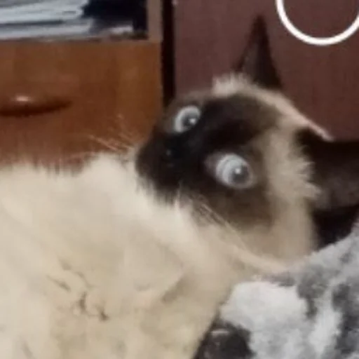 Стикер iconmushroom - 1