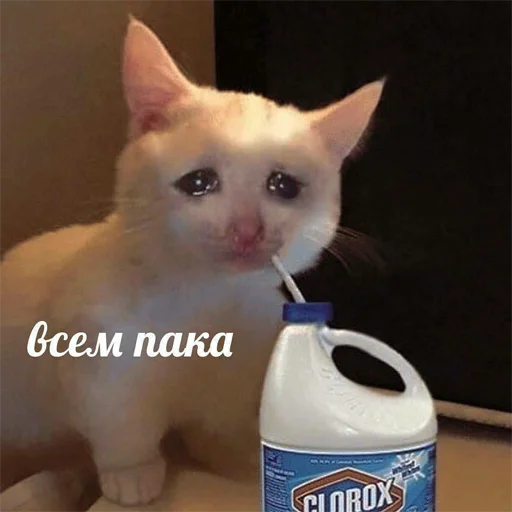 small to medium-sized cats mammal indoor