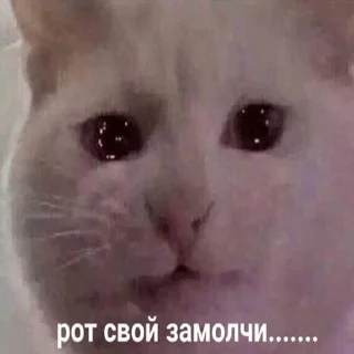 млекопитающее животное кошка