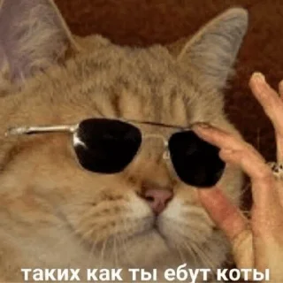 млекопитающее животное защитные очки