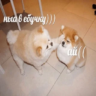 собака животное млекопитающее