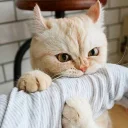 idk - млекопитающее