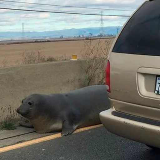 животное млекопитающее на открытом воздухе