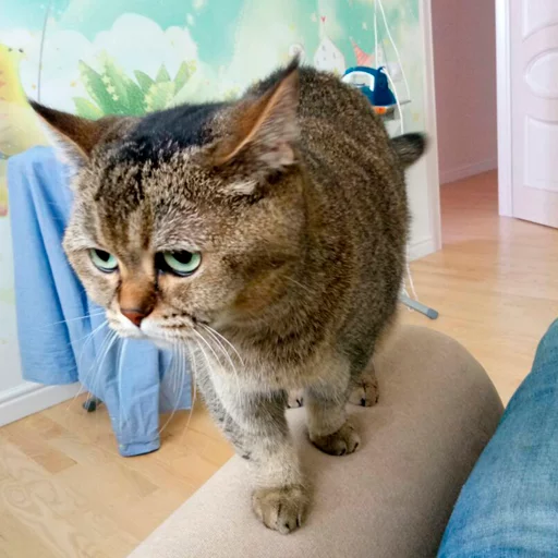 кошка животное комнатный