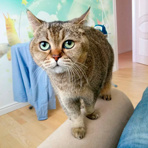 кошка животное кошки малого и среднего размера