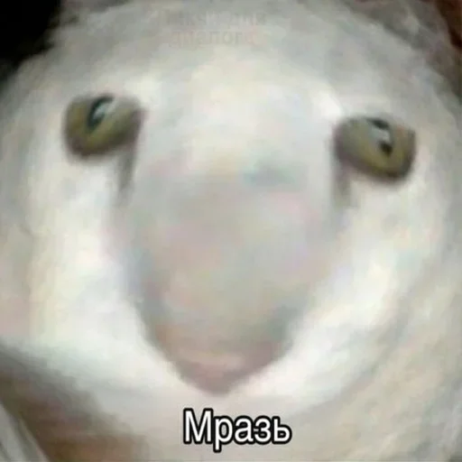 животное млекопитающее собака