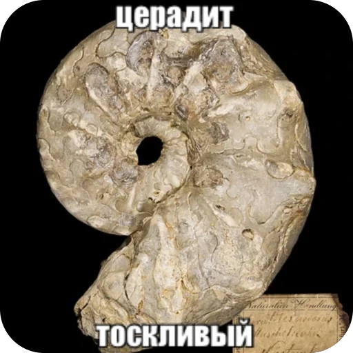 Стикер idontknowdino - 1