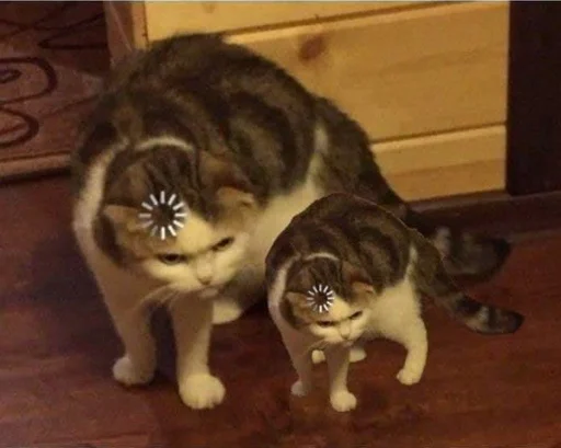 indoor mammal animal