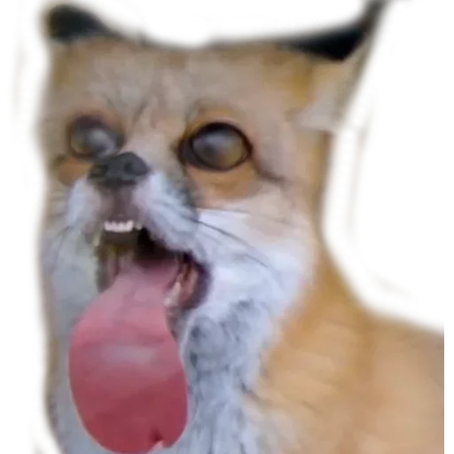 Favorite Sticker by @fStikBot - mammal