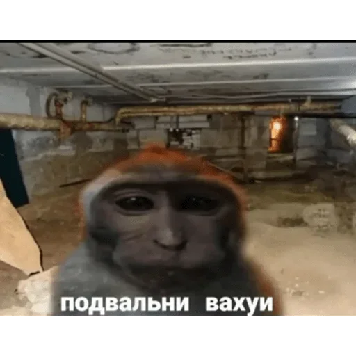 Sticker ifSUlFxJdZvZR_by_stickers_stealer_bot - 1