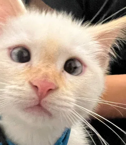 Sticker igFWWAW_by_achestickbot - 1