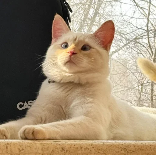 Стикер igFWWAW_by_achestickbot - 1