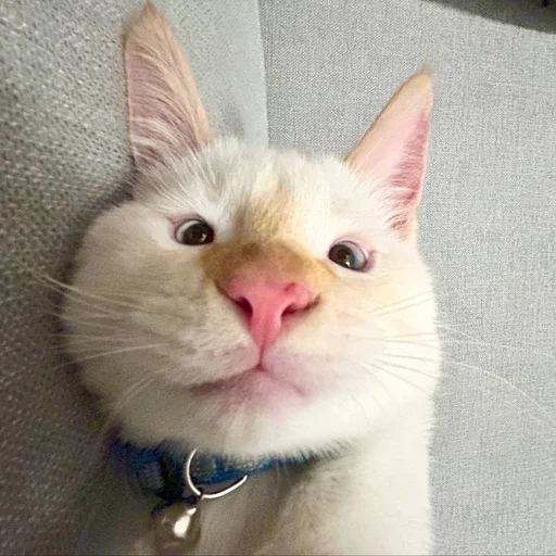 Sticker igFWWAW_by_achestickbot - 1