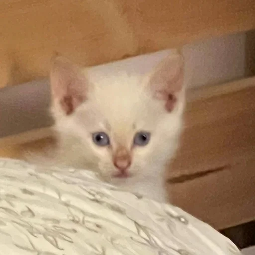 Стикер igFWWAW_by_achestickbot - 1