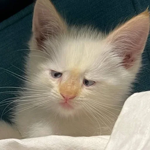 Sticker igFWWAW_by_achestickbot - 1