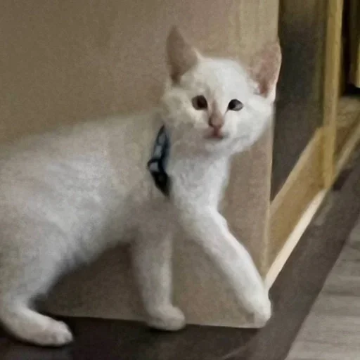 Стикер igFWWAW_by_achestickbot - 1