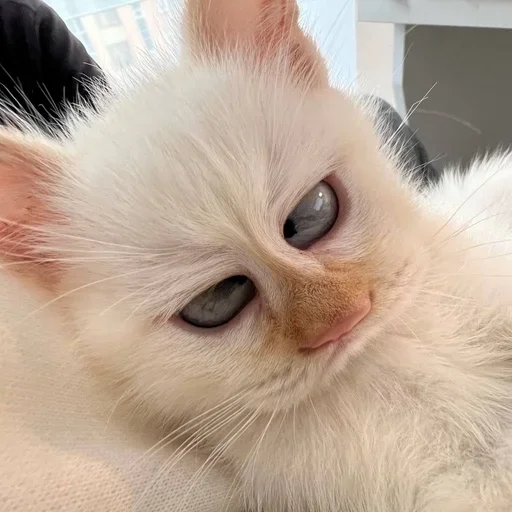 Стикер igFWWAW_by_achestickbot - 1