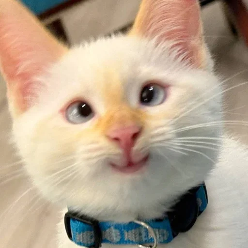 Sticker igFWWAW_by_achestickbot - 1