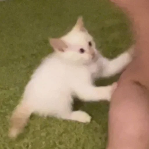 Стикер igFWWAW_by_achestickbot - 1