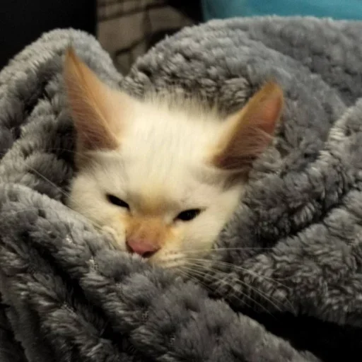 Стикер igFWWAW_by_achestickbot - 1