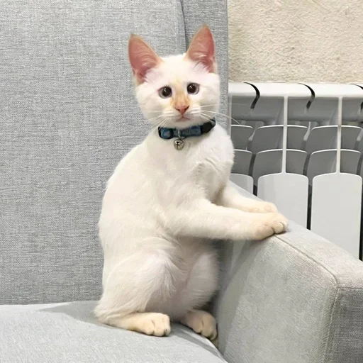 Sticker igFWWAW_by_achestickbot - 1