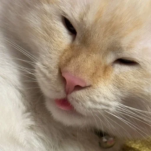 Стикер igFWWAW_by_achestickbot - 1