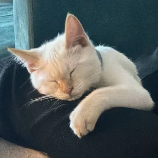 Стикер Больше стиков тут: @stikery4 - 0