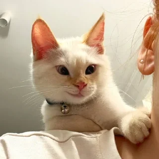 Стикер Больше стиков тут: @stikery4 - 4