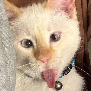 Стикер Больше стиков тут: @stikery4 - 6