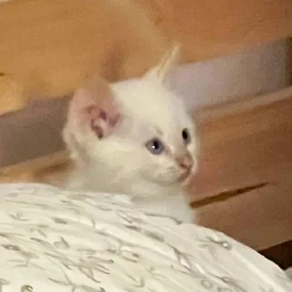 Стикер Больше стиков тут: @stikery4 - 7