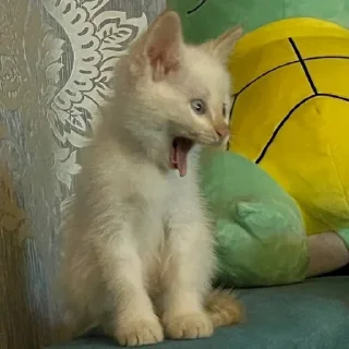 Стикер Больше стиков тут: @stikery4 - 3