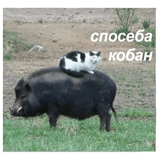 Стикер игнорщик_хуже_пидораса - 7