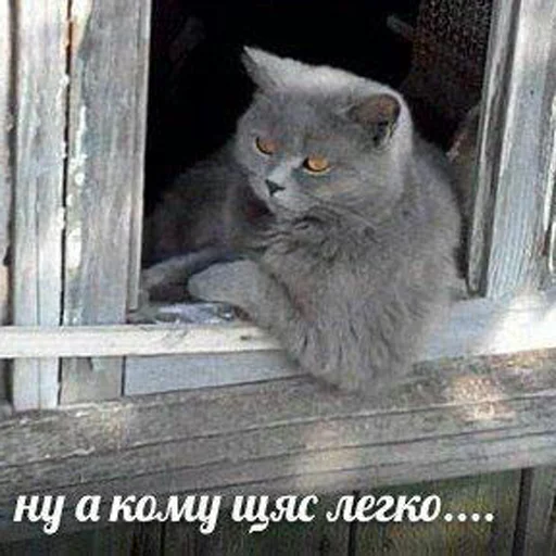 Стикер игнорщик_хуже_пидораса - 4