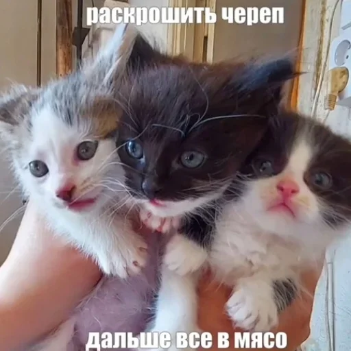 котики @bombthegovernment - 