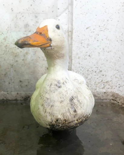 animal aquatic bird bird