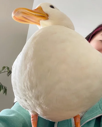 aquatic bird bird animal