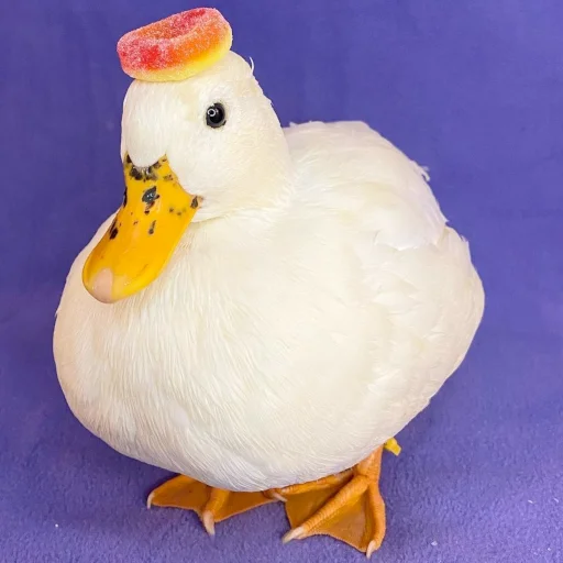 bird aquatic bird duck