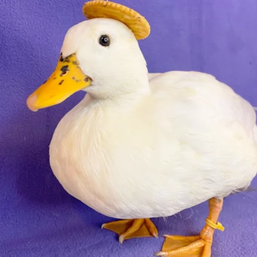 aquatic bird bird animal