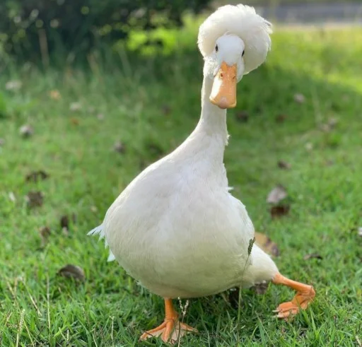 animal bird aquatic bird