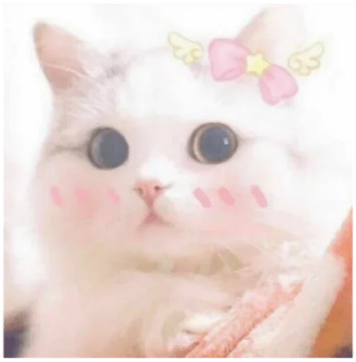 животное кошка домашняя кошка