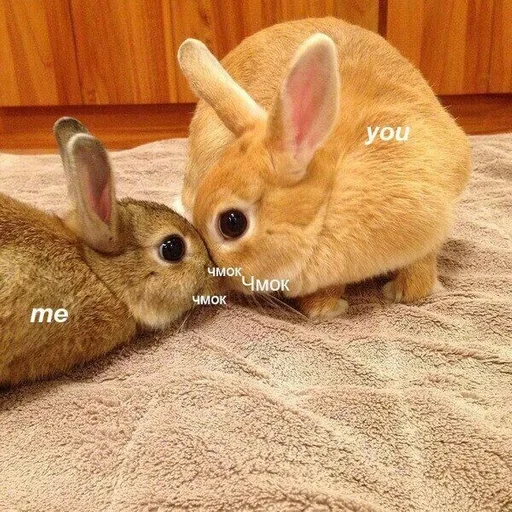 млекопитающее животное кролик