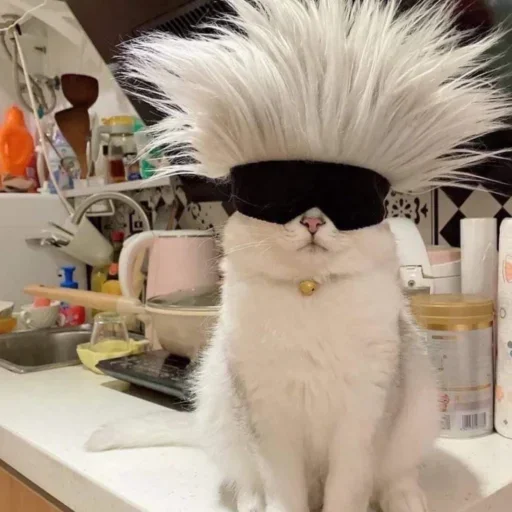 комнатный животное кошка