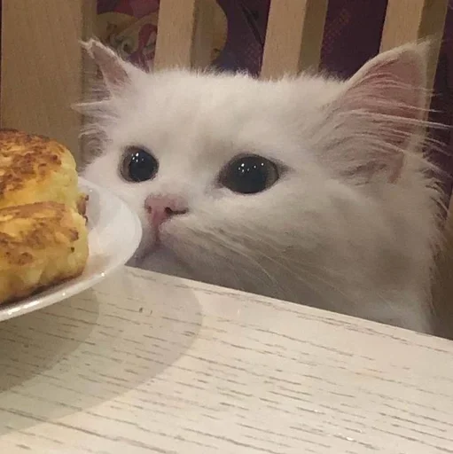 выпечка кошки малого и среднего размера закуска