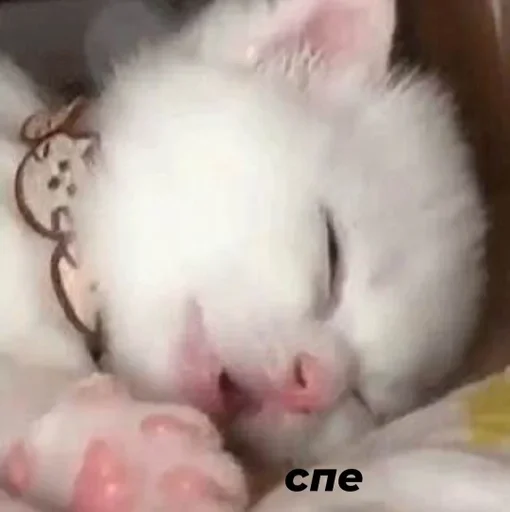 млекопитающее животное мех