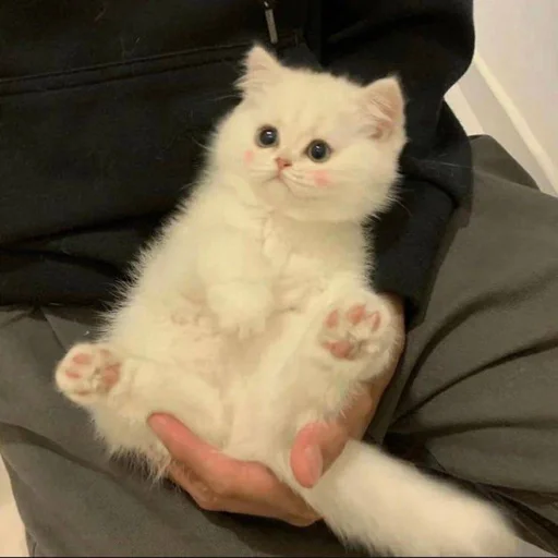 животное млекопитающее кошка