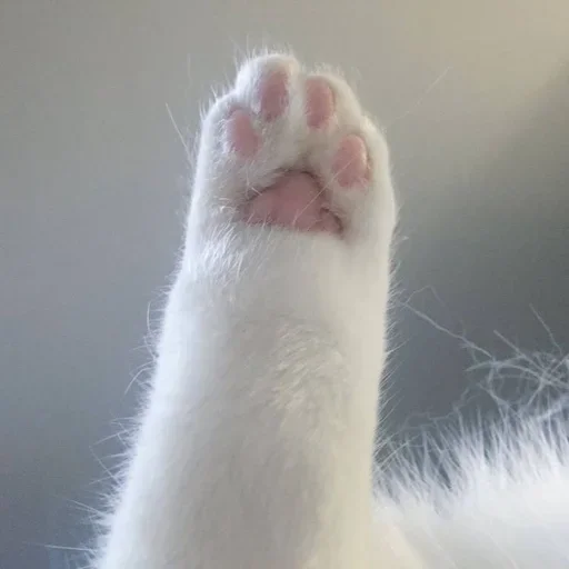 животное млекопитающее мех