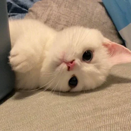 животное млекопитающее кошка