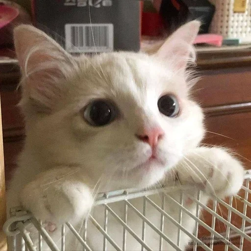 млекопитающее кошки малого и среднего размера животное