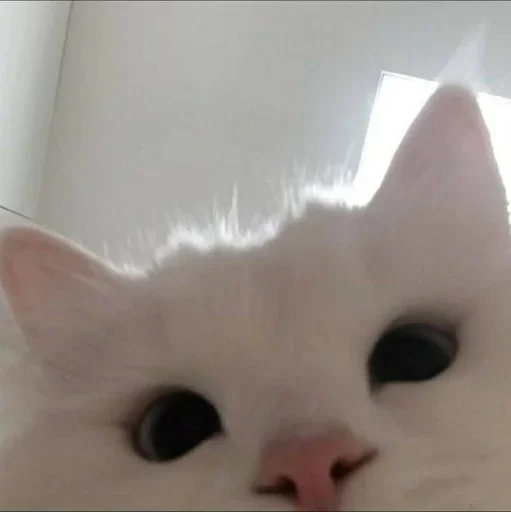 животное млекопитающее кошка