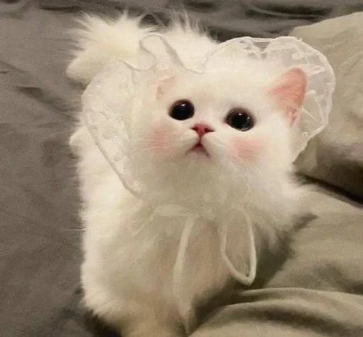 животное млекопитающее кошка